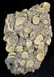 Ammonite (Dactylioceras) Cluster - Germany #24513-1